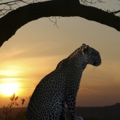 The ultimate leopard picture!